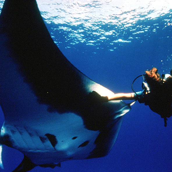 Buceo en Baja California